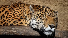 Animals Leopards