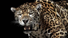 Animals Leopards