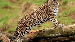 Animals Leopards