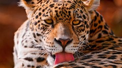 Animals Leopards