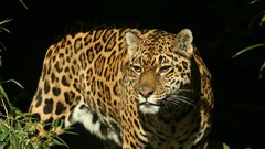 Animals Leopards