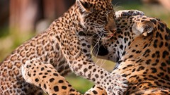 Animals Leopards