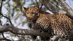 Animals Leopards african