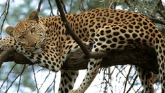 Animals Leopards african