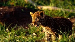 Animals Leopards african baby animals