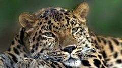 Animals Leopards amur leopard