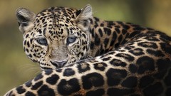 Animals Leopards amur leopard