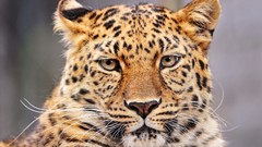 Animals Leopards amur leopard