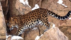 Animals Leopards amur leopard