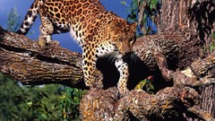 Animals Leopards amur leopard