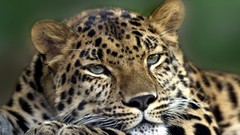 Animals Leopards amur leopard feline