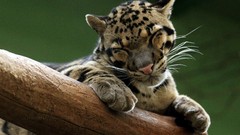 Animals Leopards baby animals