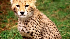 Animals Leopards baby animals