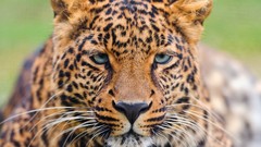 Animals Leopards blue eyes feline