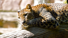 Animals Leopards branches