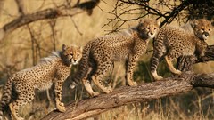 Animals Leopards cheetahs