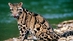 Animals Leopards clouded leopards