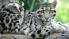 Animals Leopards clouded leopards
