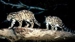 Animals Leopards clouded leopards
