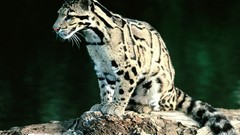 Animals Leopards clouded leopards