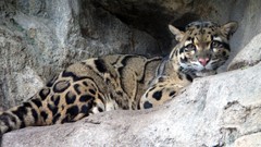 Animals Leopards clouded leopards Neofelis Nebulosa