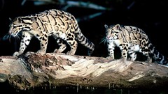 Animals Leopards clouded leopards Neofelis Nebulosa