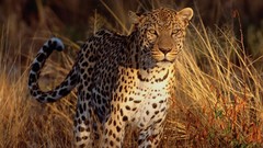 Animals Leopards depth of field