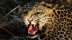 Animals Leopards digital camera