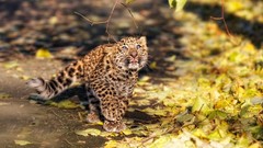 Animals Leopards fallen leaves baby animals