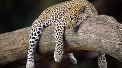 Animals Leopards feline