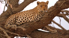 Animals Leopards feline