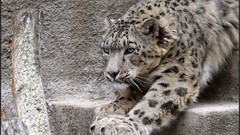 Animals Leopards feline