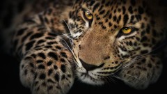 Animals Leopards feline