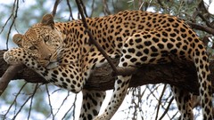 Animals Leopards feline