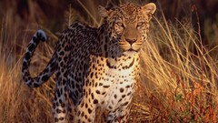 Animals Leopards feline