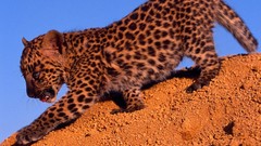 Animals Leopards feline