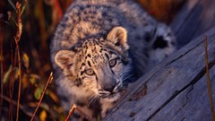 Animals Leopards feline