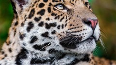 Animals Leopards feline