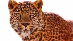 Animals Leopards feline