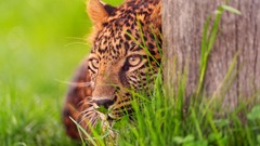 Animals Leopards feline