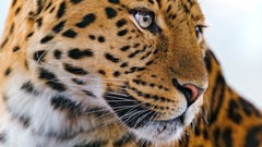 Animals Leopards feline