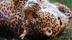 Animals Leopards feline