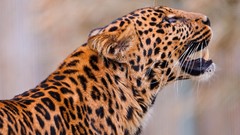 Animals Leopards feline