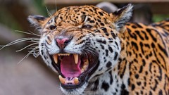 Animals Leopards feline