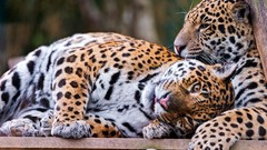 Animals Leopards feline