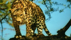 Animals Leopards feline