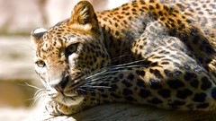 Animals Leopards feline