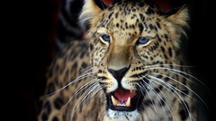 Animals Leopards feline
