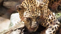 Animals Leopards feline