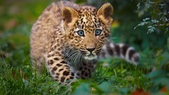 Animals Leopards feline baby animals